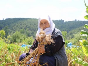 Hisarcık’ta Sarımsak Hasadı Başladı