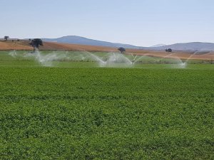 Aslanapa’da Yonca Üretiminde Bir İlk