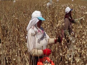 Sandıklı’da Haşhaş Hasadı Başladı