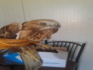 Şantiye Alanında Bulunan Bitkin Haldeki Şahin Koruma Altına Alındı