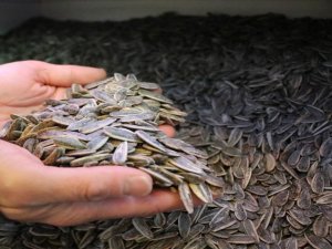 “Dünya’da Çinliler’den Sonra En Çok Türkler Çitliyor”