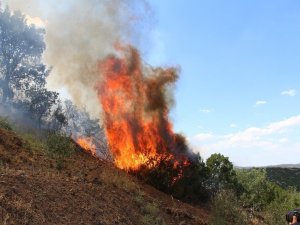 Manisa’da Orman Yangını