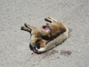 Karayoluna Çıkan Tilki Araç Çarpması Sonucu Telef Oldu