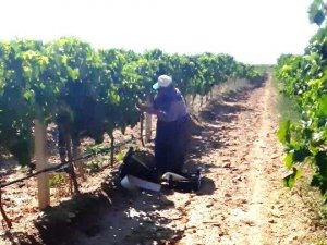 Sarıgöl’de Üzüm Hasadına Başlandı