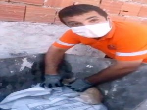 Temizlik Ekipleri, İpe Dolanmış Yavru Kediyi Kurtardı