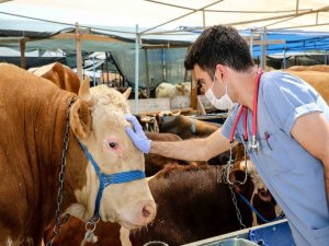 Buca’nın Kurban Pazarları Denetlendi