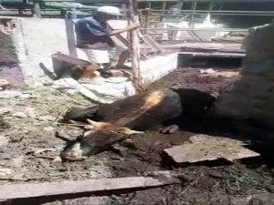 Düştüğü Bataklıktan İtfaiye Kurtardı