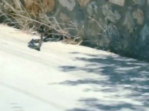 Yılanların Dansı Görenleri Şaşkına Çevirdi