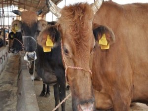 "Kurbanınızın Küpe Numarasını Sorgulayın"