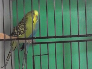 Adü Veteriner Fakültesi’nde Kafes Kuşlarına Özel Bakım