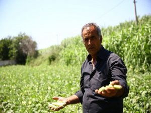 Büyükşehir Belediyesi 5 Ton Bamya Satın Aldı