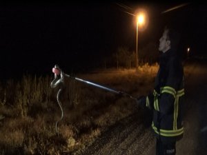 Sürücünün Yolda Fark Edip Ezmek İstemediği Yılan Aracın İçine Girdi