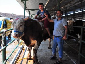 Kurbanlık Tosun Otomobil Fiyatına Satışa Sunuldu