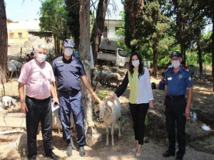 Denizli’nin Çal İlçesinde Kurban Satış Yerleri Denetlendi