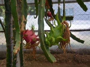 Aydın’da Üretti, Tanesini 15 Liraya Satıyor