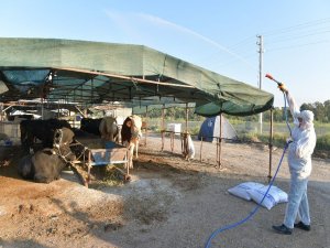 Çiğli’de Hayvan Pazarları Dezenfekte Edildi
