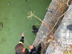 Atık Su Kuyusuna Düşen Yavru Köpek İçin Seferber Oldular