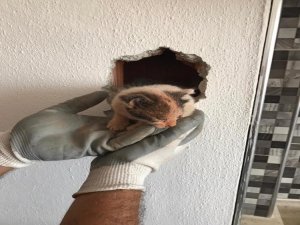 Havalandırma Boşluğunda Mahsur Kalan Kedi Kurtarıldı
