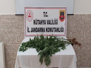 Kütahya’da 35 Kök Kenevir Bitkisi Ele Geçirildi