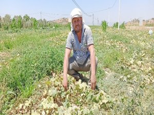 Salatalıkta İkinci Ekim Dönemi