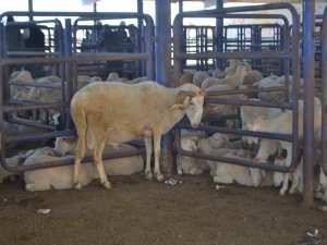 Afyonkarahisar’da Kurbanlık Fiyatlarının Bu Yıl Makul Seviyelerde Olması Bekleniyor