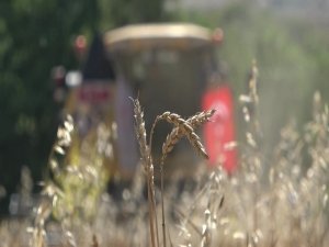 Uşak’ta Yerli Buğday Hasadı Yapıldı
