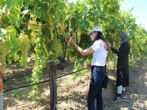 Alaşehir’de Salkım Güvesine Karşı Mesajlı Uyarı