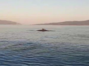 Yunuslar Marmaris Körfezi’nde Adeta Gösteri Yaptı