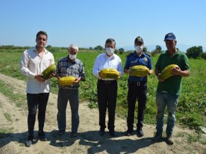 Manisa’da ‘Altınbaş Kavunu’nda Hasat Başladı