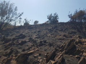 Zeytin, Badem Ve Armut Ağaçları Zarar Gördü