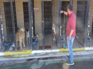 Hayvan Barınaklarında Korona Virüs Engeli Kalktı