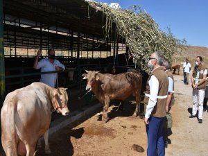Manisa’da Kurbanlıklara Sıkı Denetim