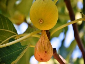 Atatürk’ün Öldüğü Yıl Kuruldu, 273 Çeşit İncir Fidanı Koleksiyonu Oluşturuldu