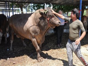 Pazarın Gözdesi Şampiyon Satılmazsa, Arenaya Çıkacak