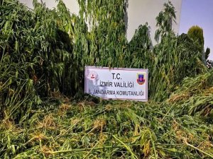 İzmir’de Ormanlık Alanda Uyuşturucu Operasyonu