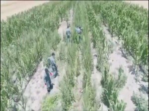 Mısır Tarlasına Uyuşturucu Oparasyonu