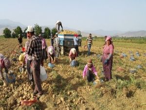 Hem Farelerle, Hemde Sıcak Havayla Mücadele Ediyorlar