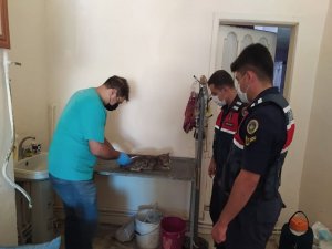 Jandarmanın Dikkati Yaralı Kediyi Yaşama Döndürdü