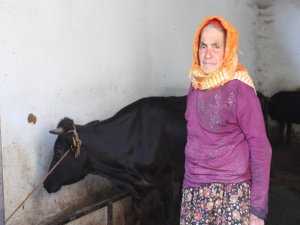 Sabiha Teyze İnekleri İle Mutlu Bir Bayram Geçiriyor