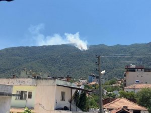 Aydın’da Orman Yangını