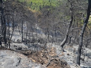 35 Hektar Orman Küle Döndü