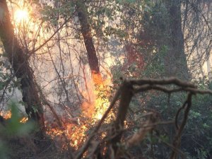 İzmir Menderes’teki Yangın Kontrol Altında
