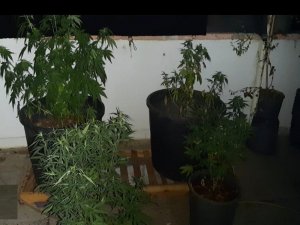 Evinin Çatısında Hint Keneviri Eken Şahıs Yakalandı