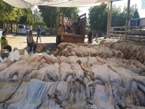 Sarıgöl’de Thk’na 6 Bin 225 Deri Bağışlandı