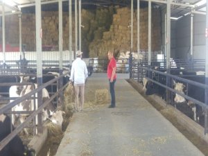 Manisa’daki Yangından Tahliye Edilen Hayvanlar İçin Yem Desteği