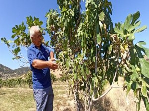 İncir Sıcakları Rekolteyi Etkileyecek