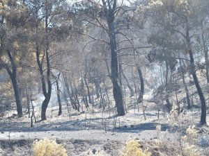 Manisa’daki Orman Yangını Tamamen Kontrol Altına Alındı