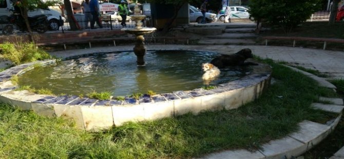 Sıcak Havadan Bunalan Köpekler Çareyi Süs Havuzunda Buldu