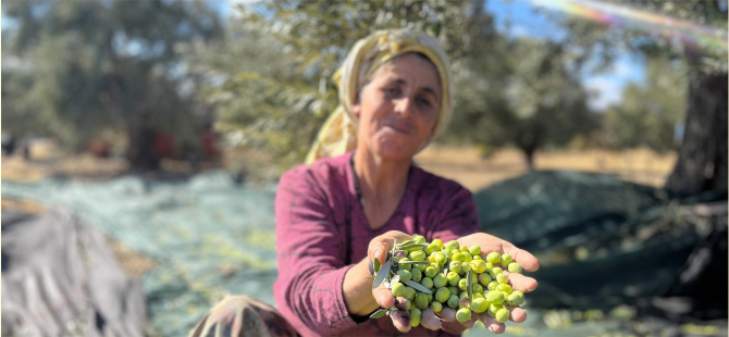 Aliağa 2. Zeytin Hasat Şenliği Hacıömerli Mahallesinde Yapılacak