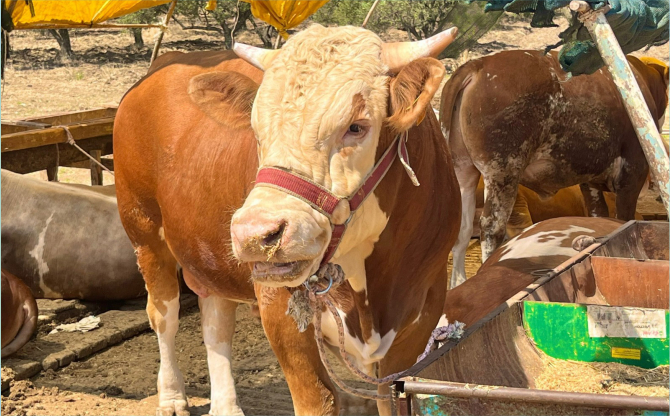 Kurbanlık kesim fiyatları açıklandı